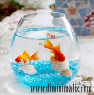 aquarium minimalis, akuarium minimalis