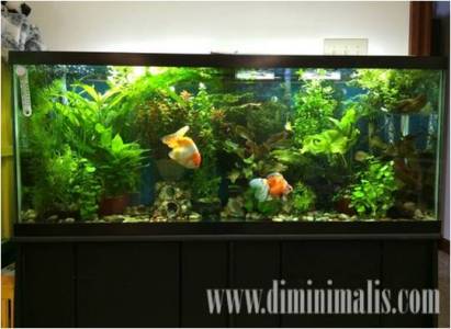aquarium ikan hias