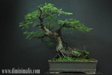 Membuat Bonsai, Membuat Bonsai untuk pemula, teknik Membuat Bonsai beringin
