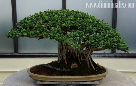 Tips Merawat Bonsai Beringin, Ini 7 Tahapan yang Harus Urut!
