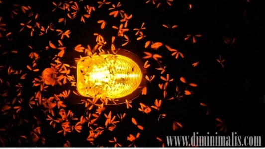 cara mengusir laron, cara mengusir laron dengan alami, cara mengatasi serangan laron