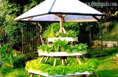 jenis sayur untuk lahan sempit, cara bercocok tanam di lahan sempit, membuat kebun sayur di lahan sempit