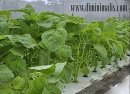 jenis sayur untuk lahan sempit, cara bercocok tanam di lahan sempit, membuat kebun sayur di lahan sempit