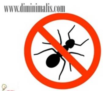 Cara Mengusir Semut, Cara Mengusir Semut agar tidak datang lagi, Cara Mengusir Semut api