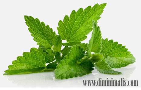 Cara Mengusir Semut, Cara Mengusir Semut agar tidak datang lagi, Cara Mengusir Semut api