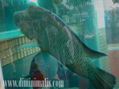 Mengembangbiakkan ikan Napoleon, harga ikan napoleon, khasiat ikan napoleon