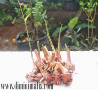 Manfaat Menanam Jahe, keuntungan Menanam Jahe, Manfaat Menanam Jahe merah