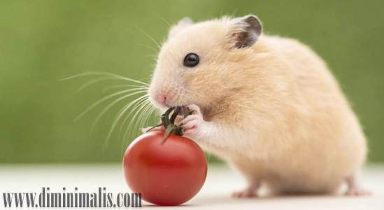 Cara Merawat Hamster, Cara Merawat Hamster dengan baik, cara memelihara hamster bagi pemula