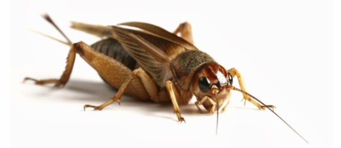 Manfaat Memelihara Jangkrik, keuntungan memelihara jangkrik, manfaat suara jangkrik