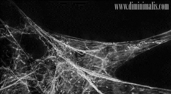 Solusi Membersihkan Sarang Laba-laba, cara Solusi Membersihkan Sarang Laba-laba, Solusi Membersihkan rumah Laba-laba