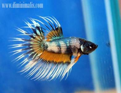 Cara memelihara ikan, cara merawat ikan di kolam, cara merawat ikan air tawar