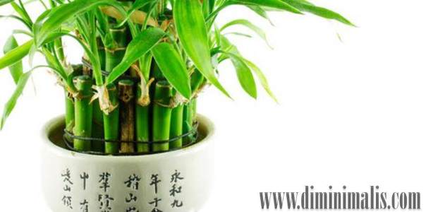 tanaman hias yang cocok diletakkan di kamar, tanaman hias yang cocok diletakkan di kamar tidur, tanaman hias dalam kamar tidur