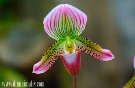 inilah alasan kenapa anggrek pantas dicinta, jenis anggrek, anggrek bulan