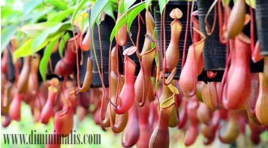 inilah alasan kenapa anggrek pantas dicinta, jenis anggrek, anggrek bulan