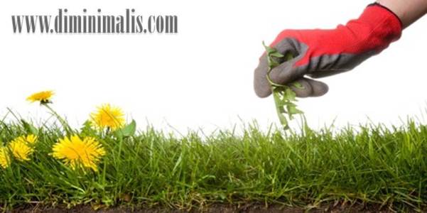 cara merawat taman yang benar, cara merawat tanaman yang benar, cara memelihara tanaman hias