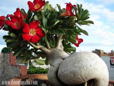 menggemukkan bonggol adenium, cara memperbanyak batang adenium, memperbesar bonggol adenium