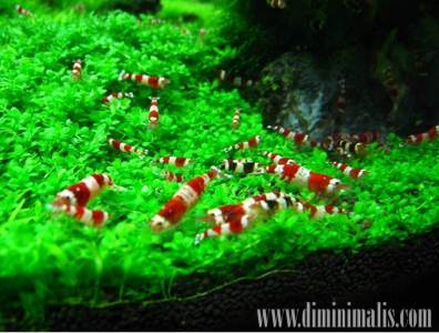 udang hias untuk akuarium, aquarium ikan hias, makanan udang hias air tawar