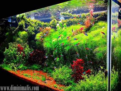 elemen dasar akuarium, elemen penting aquascape, udang hias