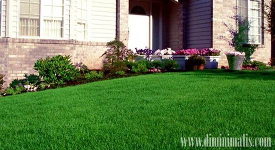 Cara Melebatkan Rumput Hias, pupuk rumput jepang, pupuk untuk rumput, merawat rumput jepang kumpulan tips, obat penyubur rumput