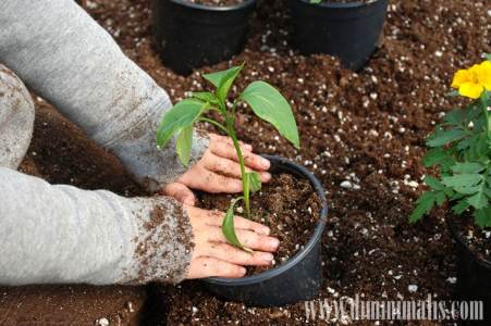 Manfaat Mengajarkan anak mencintai tanaman, manfaat berkebun di usia dini, menfaat ajarkan anak berkebun