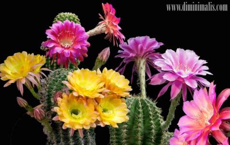 Begini Caranya agar Kaktus Rajin Berbunga