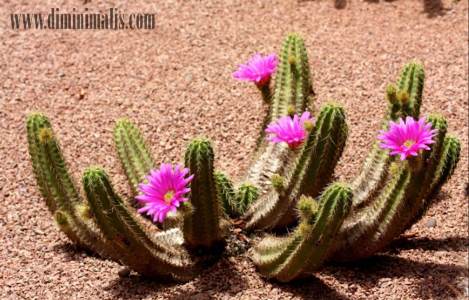 agar kaktus rajin berbunga, bagaimana cara agar kaktus cepat berbunga kaktus yg berbunga