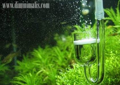 co2 untuk aquascape