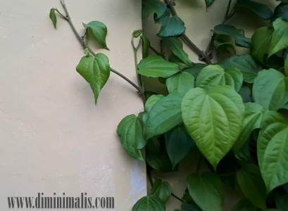 khasiat daun sirih, manfaat daun sirih, manfaat daun sirih untuk mata