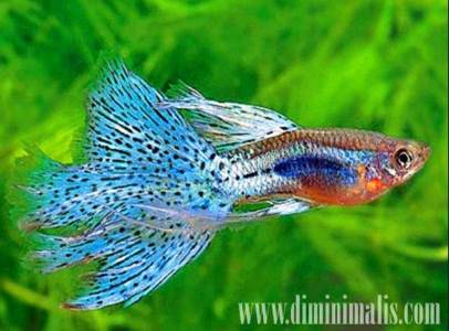 jenis ikan untuk aquascape, ikan khusus aquascape, ikan untuk aquascape