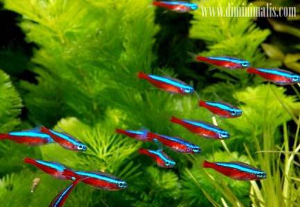 jenis ikan untuk aquascape, ikan khusus aquascape, ikan untuk aquascape
