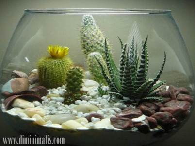 Kaktus hias, budidaya Kaktus hias, cara merawat Kaktus hias