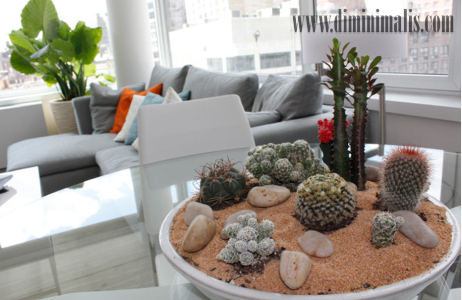 Kaktus hias, budidaya Kaktus hias, cara merawat Kaktus hias