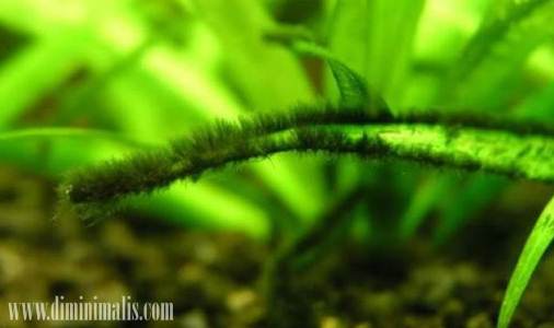 Kesalahan Merawat Aquascape, kayu aquascape berlendir, penyebab tanaman aquascape mati