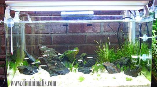 Perlengkapan aquascape, peralatan aquascape pemula, Perlengkapan aquascape murah