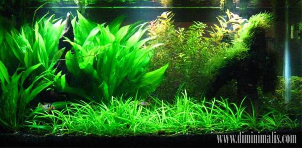 Tanaman aquascape untuk middle ground dan background