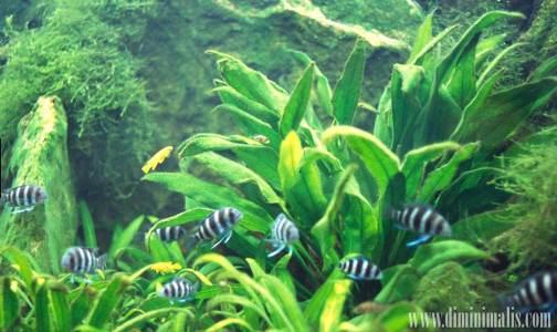 Jenis Tanaman Aquascape, Jenis Tumbuhan Aquascape, Jenis Tanaman aquascape untuk middle ground dan background