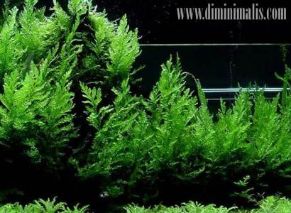 Jenis Tanaman Aquascape, Jenis Tumbuhan Aquascape, Jenis Tanaman aquascape untuk middle ground dan background