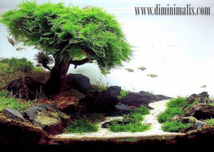 Jenis tumbuhan untuk aquascape, jenis tanaman aquascape, jenis tanaman karpet aquascape, macam-macam tanaman air untuk aquascape