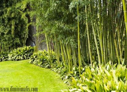 tanaman bambu hias, tanaman hias bambu rejeki, bambu hias untuk pagar, jenis bambu kecil, bambu hias mini, tanaman hias bambu jepang, tanaman hias bambu air, bambu gendang