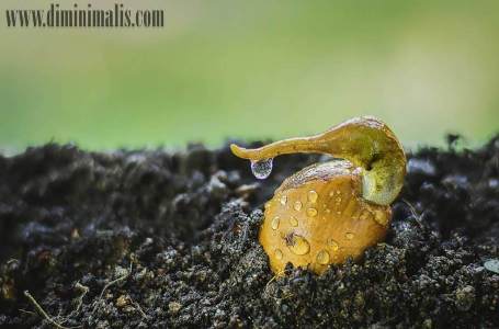 cara menanam pohon durian, cara menanam durian montong agar cepat berbuah, cara menanam pohon durian pendek, cara menanam durian cepat berbuah