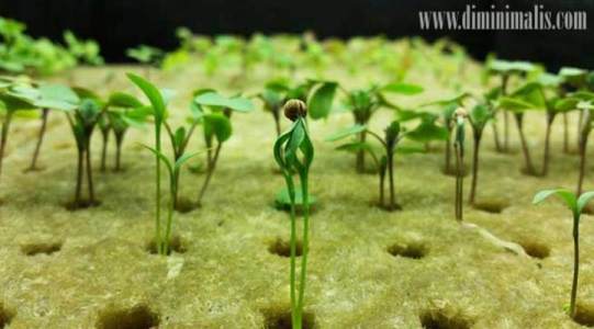 media tanam vertical garden, cara membuat vertical garden dengan karpet, cara membuat veretical garden murah