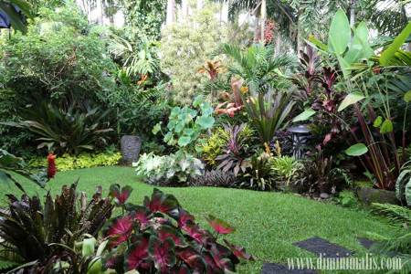Membuat taman tropis sendiri, jenis tanaman tropis untuk taman, taman tropis depan rumah, pengertian taman tropis, taman tropis belakang rumah, taman tropis minimalis, konsep taman tropis, konsep taman hutan tropis