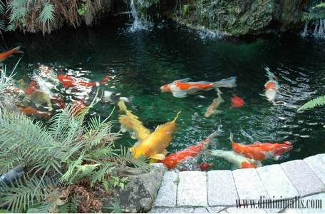 merawat kolam ikan koi, agar kolam koi selalu jernih, cara memelihara ikan kok