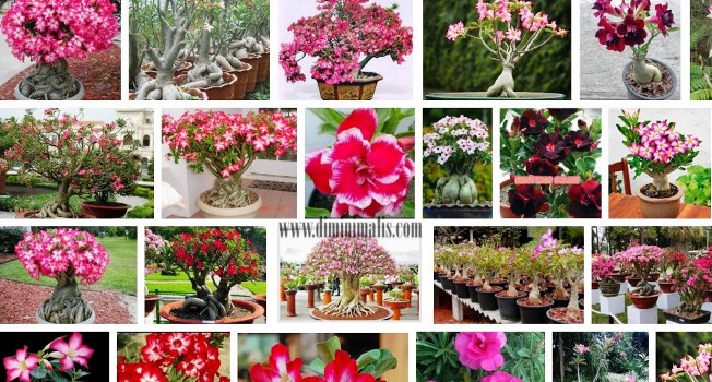 kamboja jepang jenis tanaman untuk taman tropis - ndekor.id