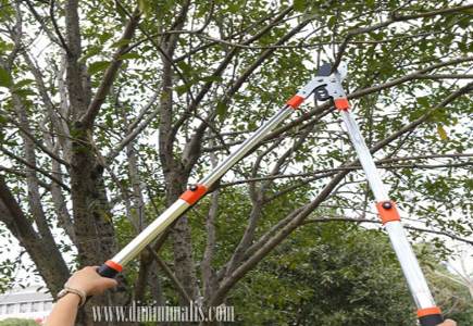  merawat tanaman saat musim hujan, merawat taman saat musim hujan, mengurus tanaman di musim penghujan