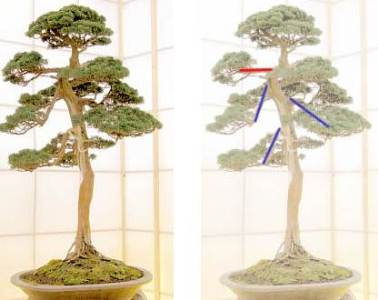 7 Kesalahan Merawat Bonsai yang Sering Dilakukan Pemula