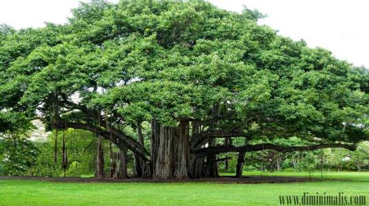  Jenis Pohon Peneduh, jenis pohon peneduh depan rumah, pohon peneduh rumah minimalis, jenis tanaman pinggir jalan, jenis pohon pelindung