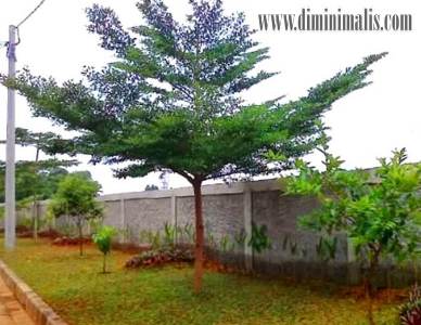  Jenis Pohon Peneduh, jenis pohon peneduh depan rumah, pohon peneduh rumah minimalis, jenis tanaman pinggir jalan, jenis pohon pelindung
