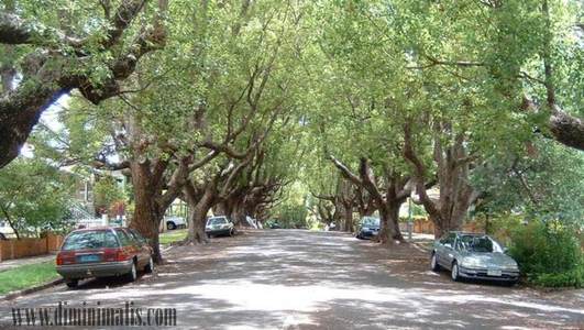Jenis Pohon Peneduh, jenis pohon peneduh depan rumah, pohon peneduh rumah minimalis, jenis tanaman pinggir jalan, jenis pohon pelindung