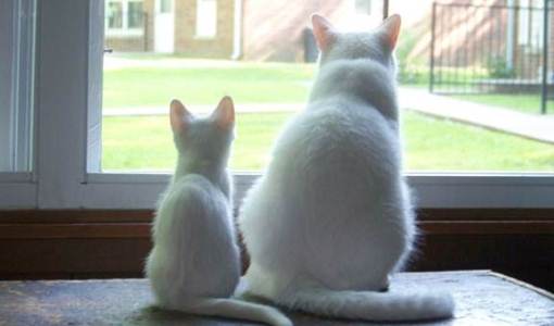 Tips Memelihara Kucing di Rumah, cara memelihara kucing persia, cara merawat kucing kampung, cara memelihara kucing anggora bagi pemula, cara merawat kucing ras, perawatan kucing di rumah, cara memelihara anak kucing, cara merawat kucing liar, cara merawat kucing dengan sederhana